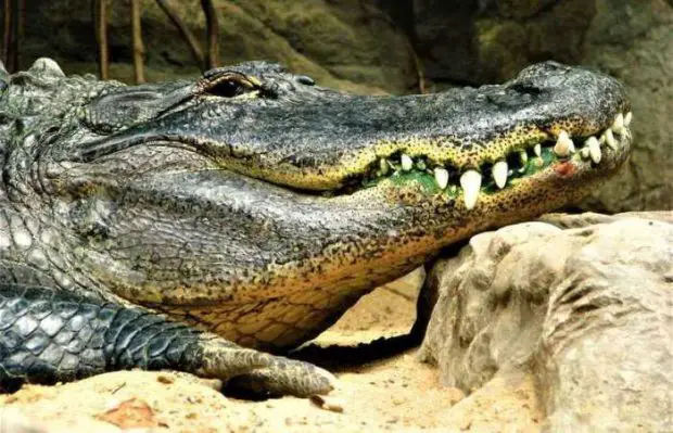 Crocodilo Com o Papo em Cima da Pedra 