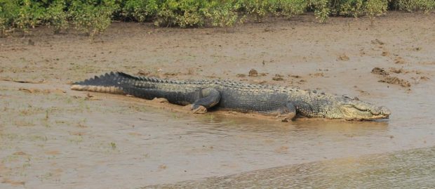 Crocodilo Estuarino Indo Para o Lago 