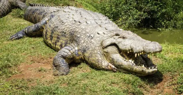 Crocodilo Indo Pacífico de Boca Aberta na Grama 
