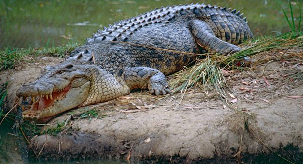 Crocodilo Marinho em uma Ilha no Lago 