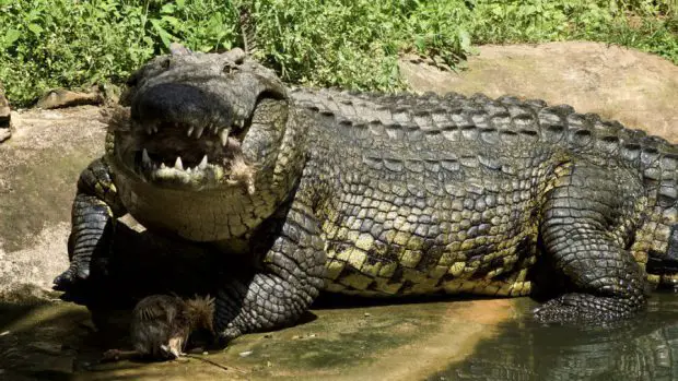 Crocodilo Na Beira do Lago 
