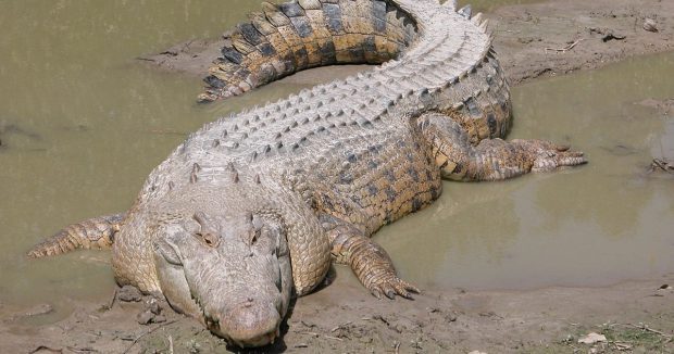 Crocodilo Saindo do Lago 