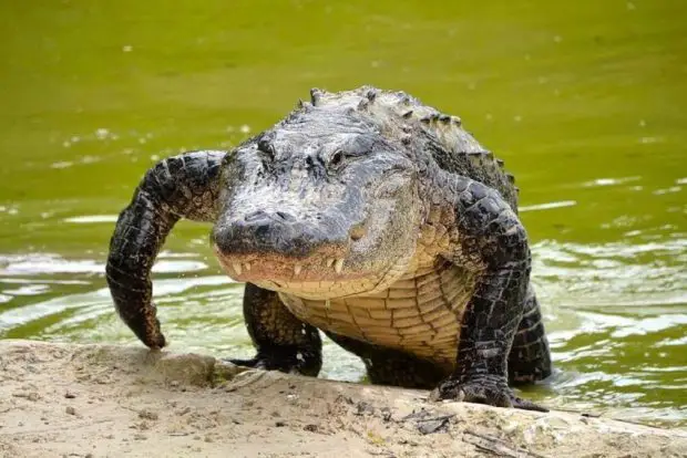 Crocodilo Saindo do Lago 