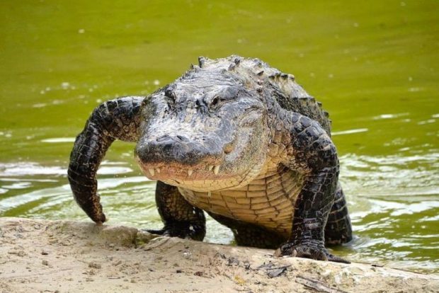 Crocodilo Saindo do Lago 