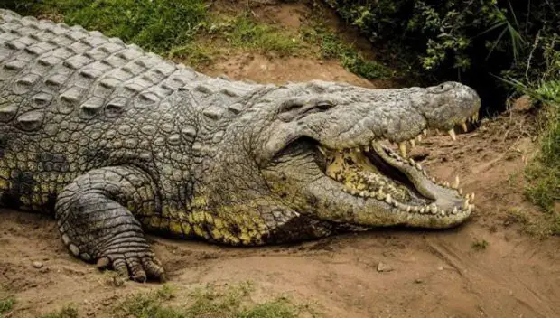 Crocodilo com a Boca Aberta na Terra 