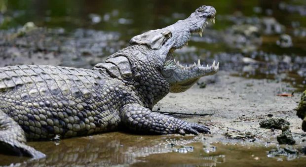 Crocodilo de Boca Aberta de Costas 