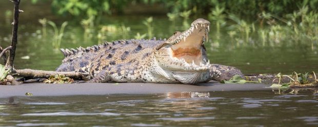 Crocodilo de Boca Aberta 