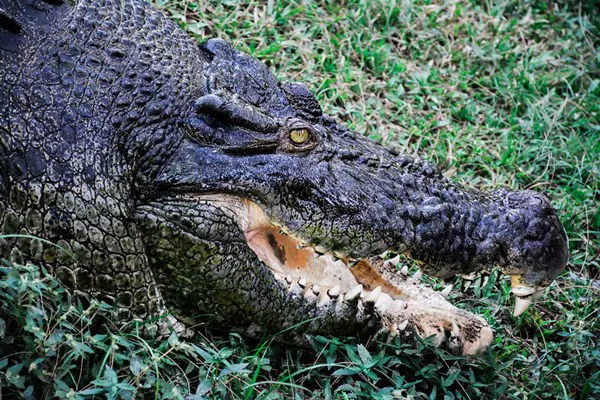Crocodilo de Perfil e Boca Aberta 