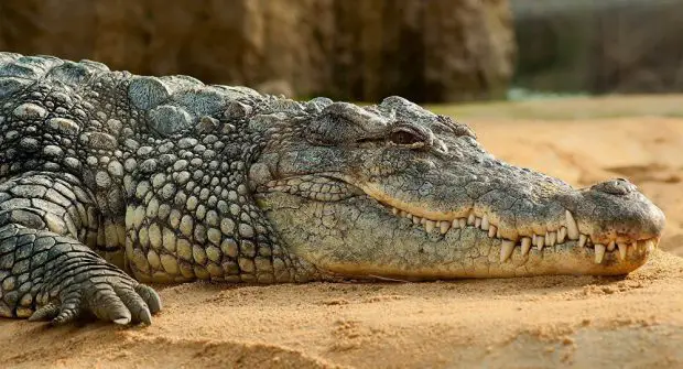 Crocodilo de Perfil na Terra 