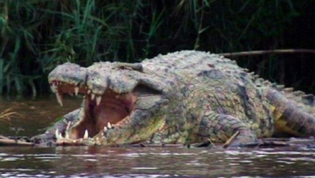 Crocodilo de Água Salgada Caçador de Boca Aberta 