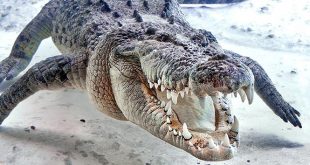 Crocodilo-de-Água-Salgada Pronto Para Atacar