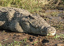 Qual a Velocidade De Um Crocodilo Na Terra E Na Água?