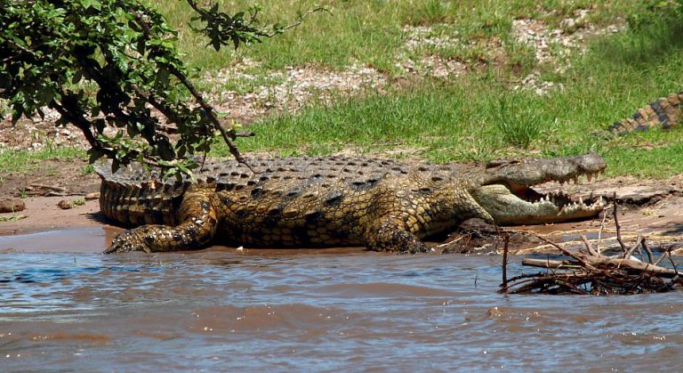 Qual a velocidade de um crocodilo? | Mundo Ecologia