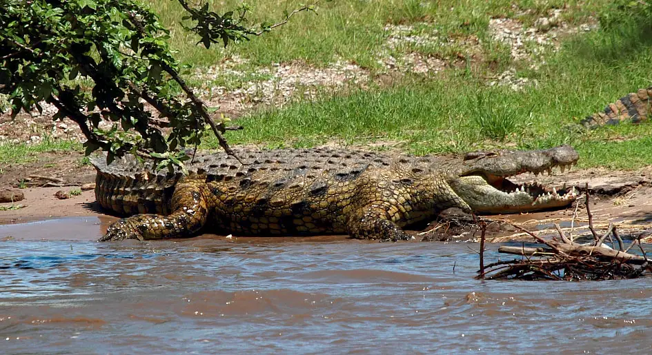 Crocodilo-do-Nilo na Beira do Rio 
