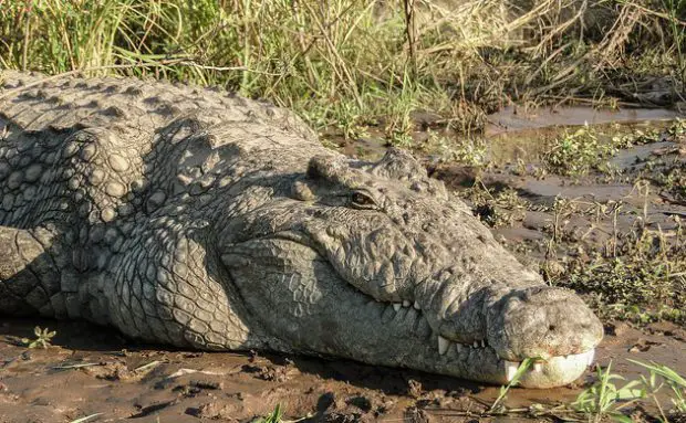 Crocodilo na Beira do Lago 