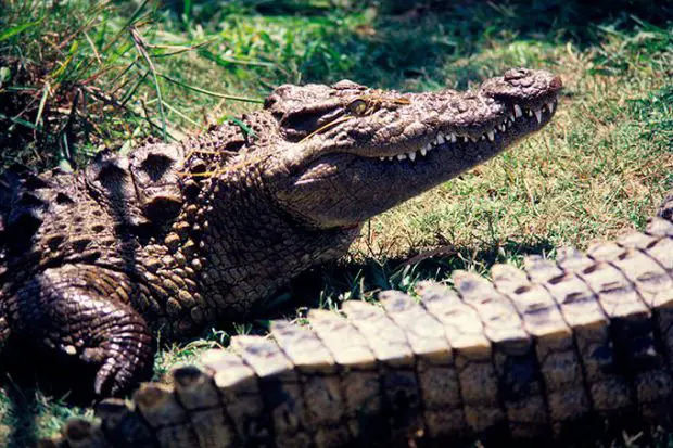 Crocodilo na Floresta 
