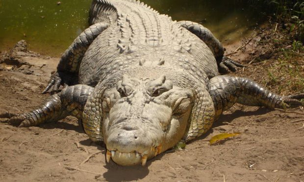 Crocodiolo Com as Presas a Mostra 