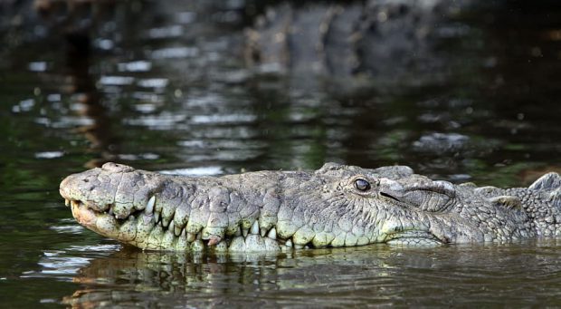 Crocodyllus Acer no Lago 