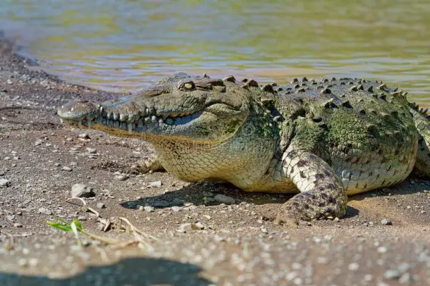 Crocodylus Acutus Na Beira do Lago 