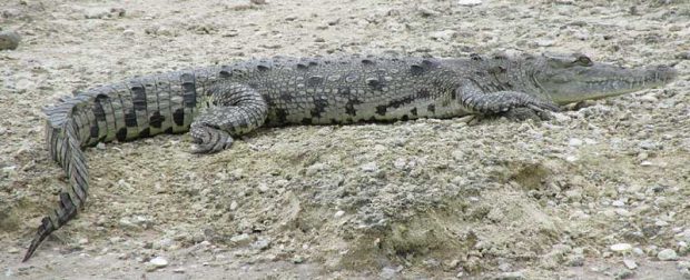 Crocodylus Acutus Na Terra 