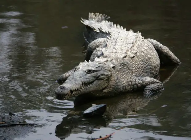Crocodylus Acutus Saindo do Lago 
