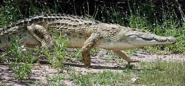 Crocodylus Anthropophagus