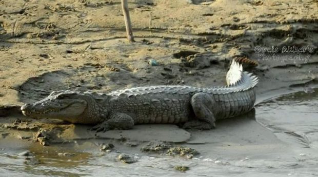 Crocodylus Palustris Na Beira do Lago 