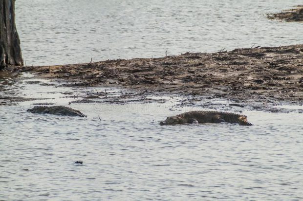 Crocodylus Palustris Nadando no Lago 
