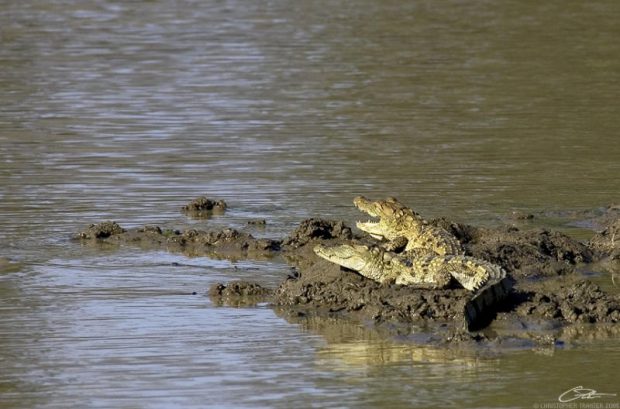 Crocodylus Palustris Sob Ilha no Meio do Lago 
