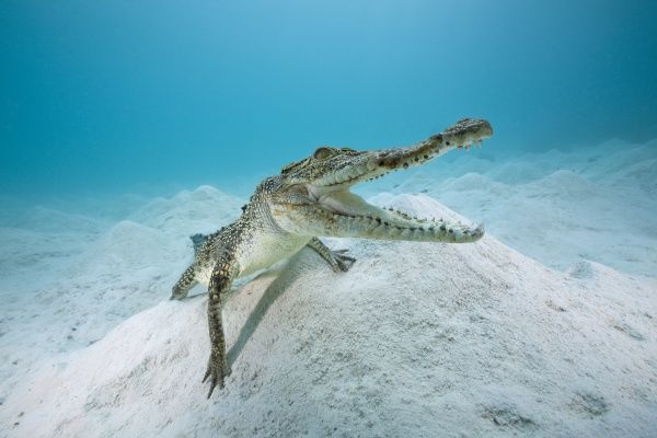 Crocodylus Porosus No Fundo do Mar 