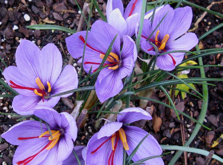 Crocus Sativus