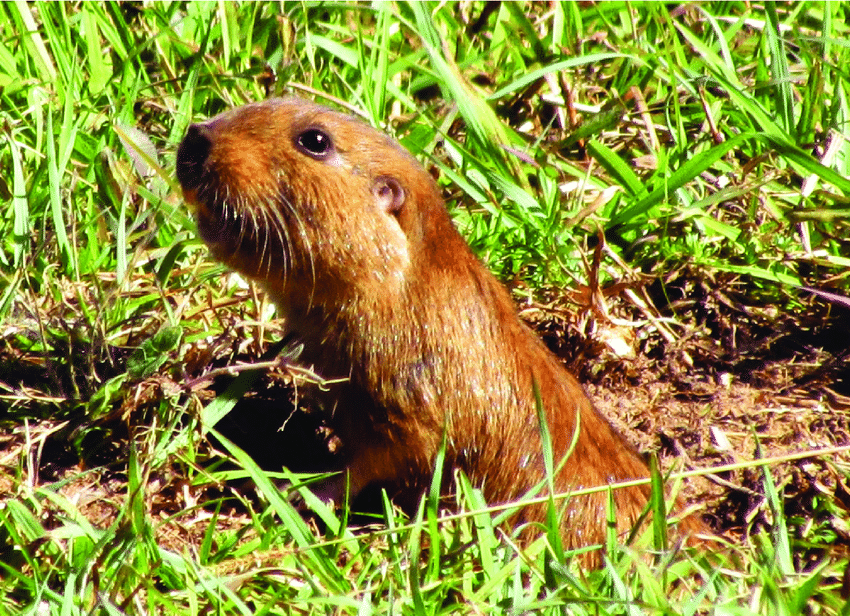 Ctenomys Lami