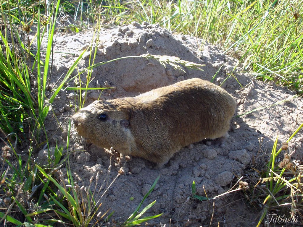 Ctenomys Minutus