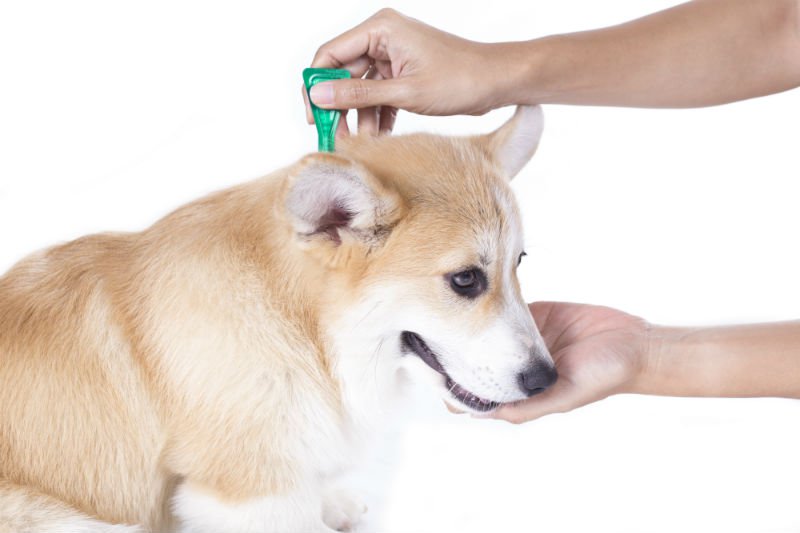 Cuidando de um Cachorro Com Pulga