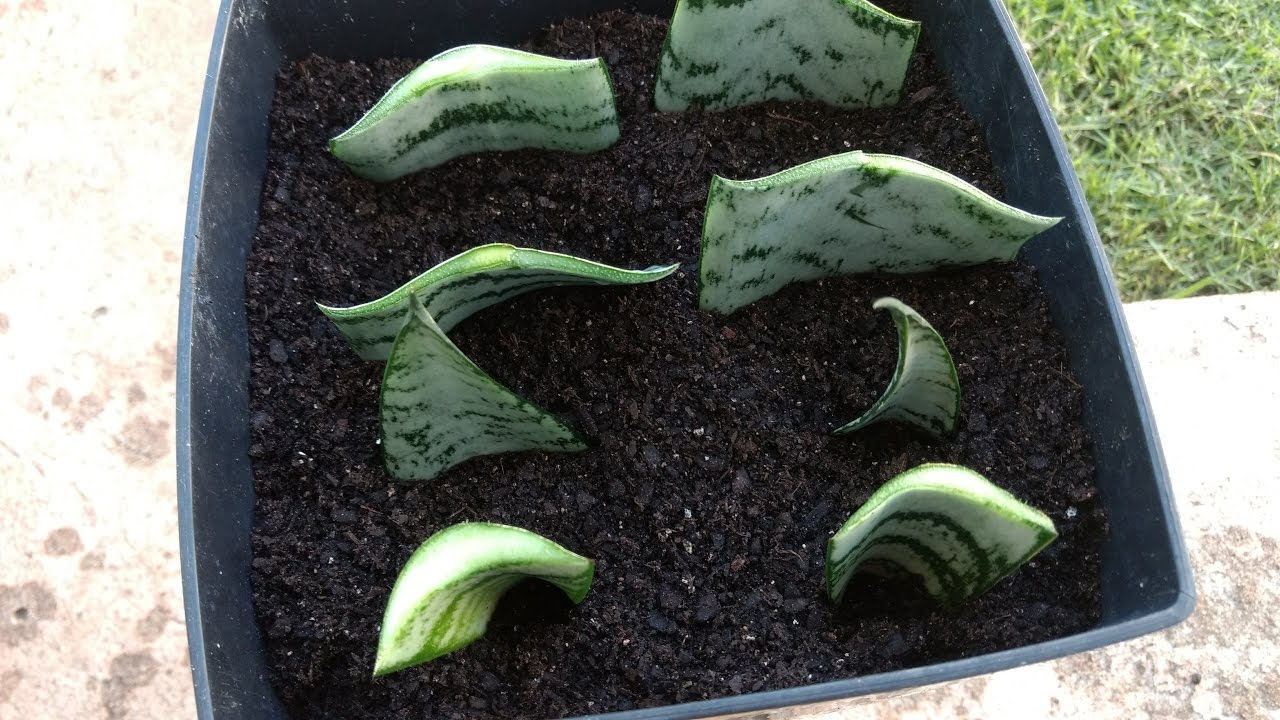 Cultivar Espada-de-São-Jorge