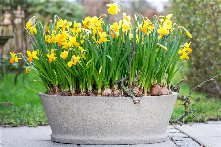 Cultivar a Flor Narciso no Vaso 