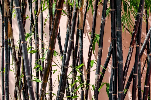 Cultivar o Bambu Preto