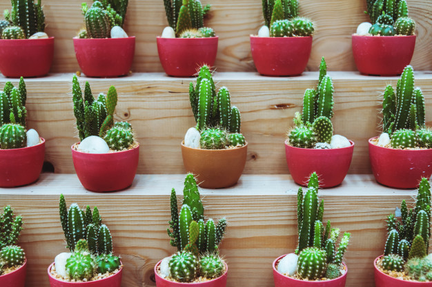 Cultivo De Cacto em Vasos Vermelhos 