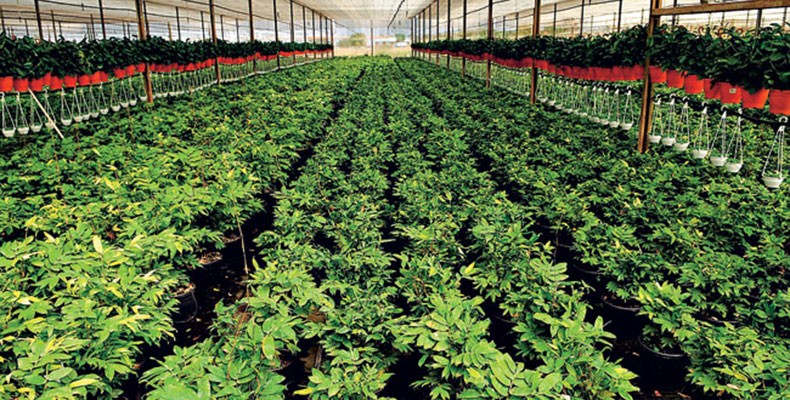 Cultivo Do Bambu