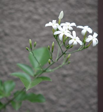 Cultivo da Jasmim-dos-Açores