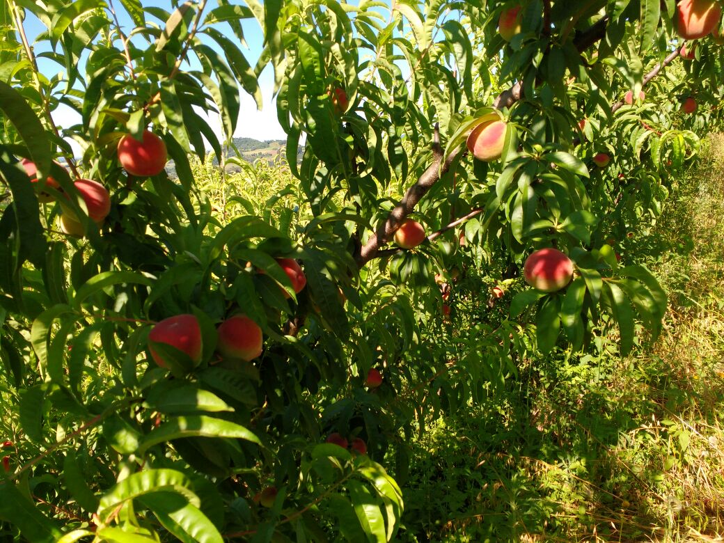 Cultivo da Nectarina 