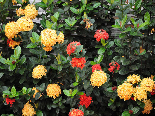 Ixora Laranja, Azul, Rosa e Branca Com Fotos | Mundo Ecologia