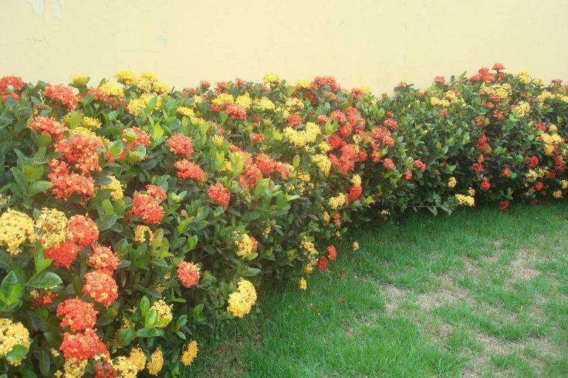 Ixora Laranja, Azul, Rosa e Branca Com Fotos | Mundo Ecologia