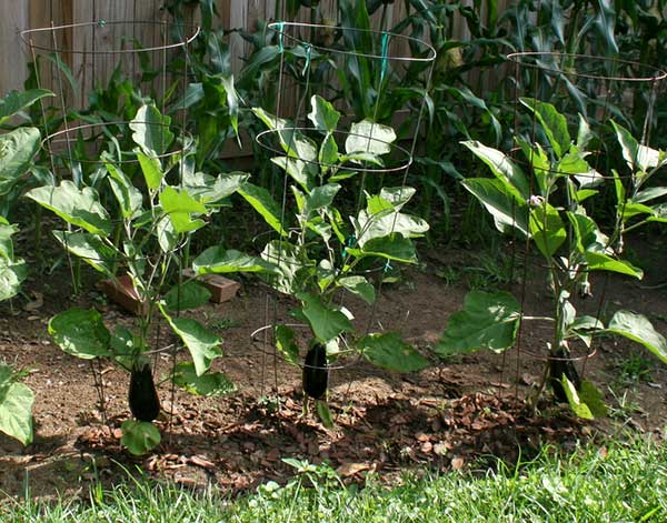 Cultivo de Berinjelas
