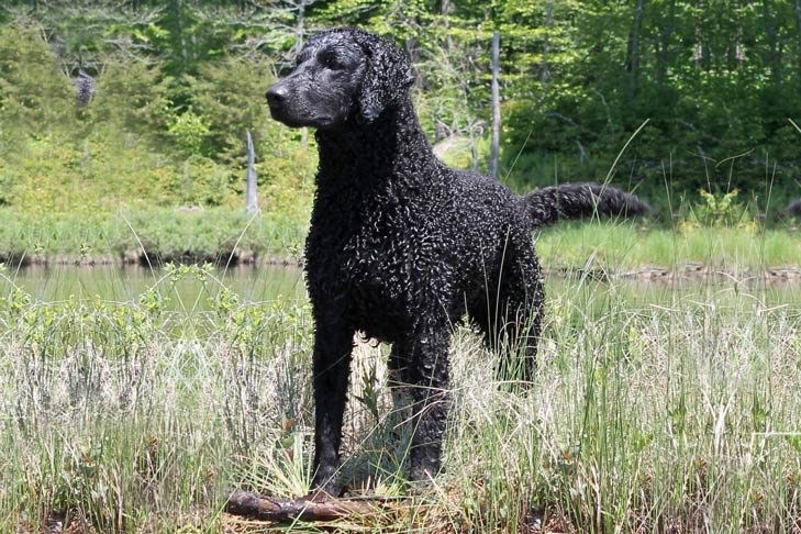 Curly Coated Retriever