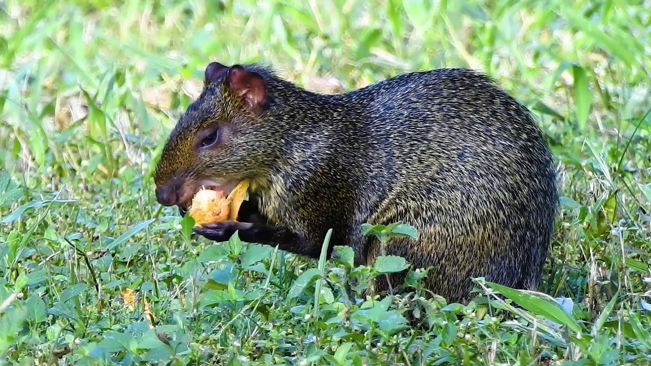 Cutia Comendo Casca de Coco 