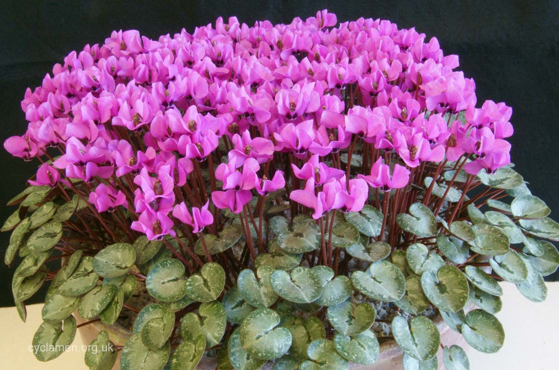 Cyclamen Alpinum