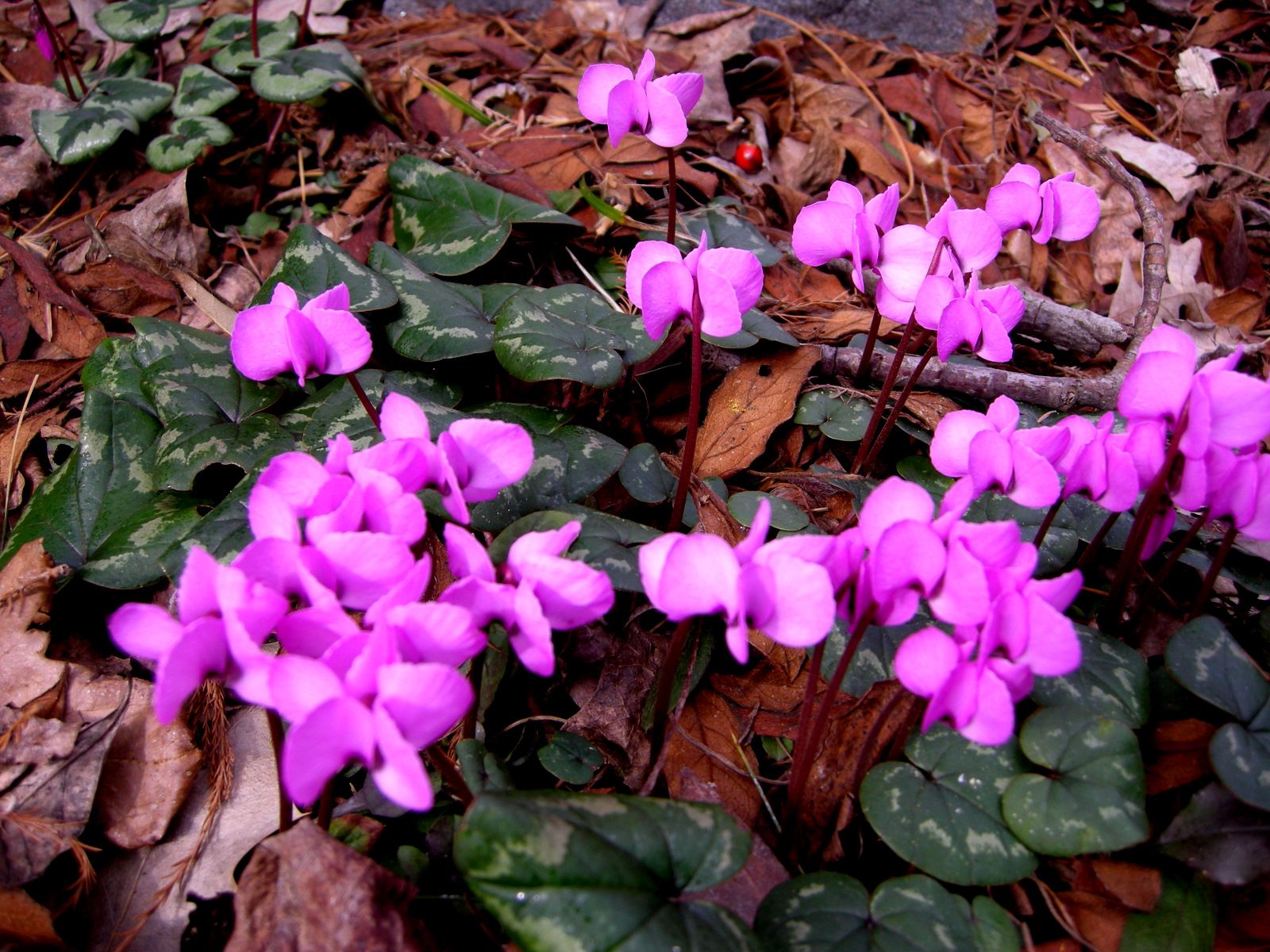 Cyclamen Atkinsii