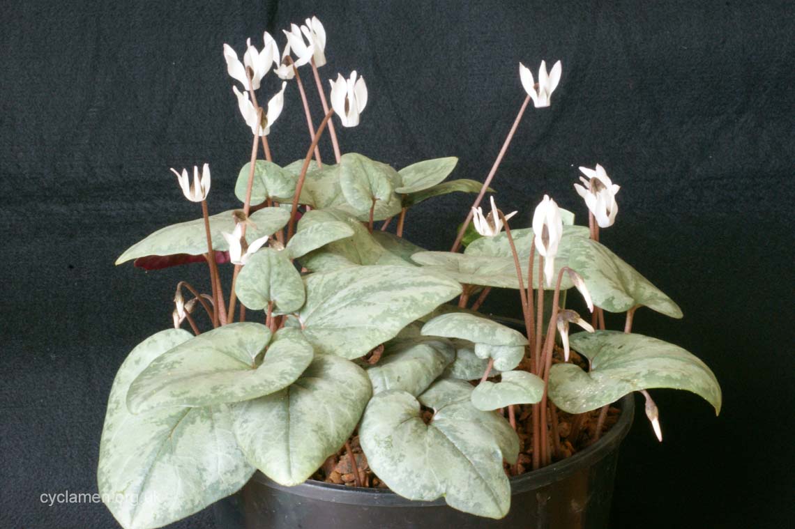 Cyclamen Balearicum