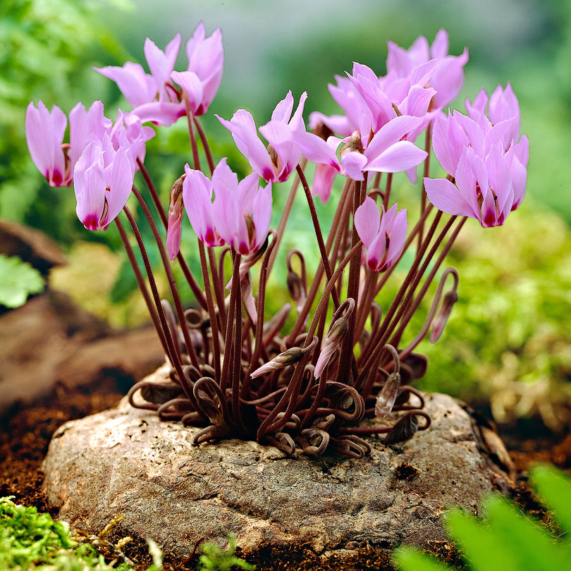 Cyclamen Cilicicum